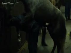 Horse receives delight of fuck by the cock